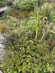 Podocarpus