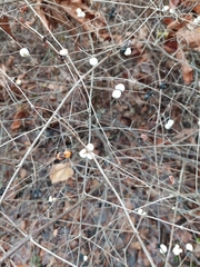 Symphoricarpos