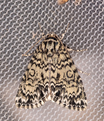 Acronicta heitzmani