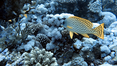 Plectorhinchus gaterinus