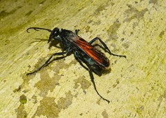Hymenoptera