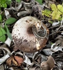 Leucoagaricus