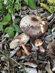 Leucoagaricus