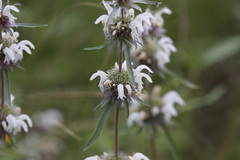 Monarda citriodora austromontana