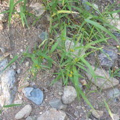 Melampodium strigosum