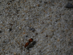 Dasymutilla bioculata