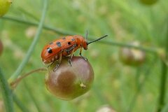 Crioceris duodecimpunctata