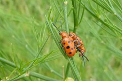 Crioceris duodecimpunctata