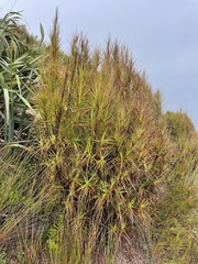 Dracophyllum longifolium