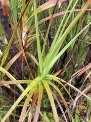 Dracophyllum longifolium