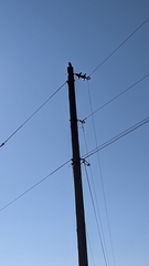 Colaptes auratus cafer