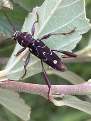 Cotyclytus curvatus