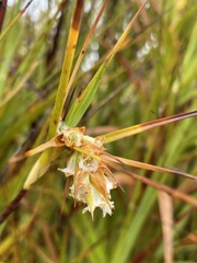 Dracophyllum longifolium