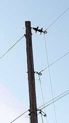 Colaptes auratus cafer