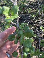 Ribes speciosum