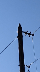 Colaptes auratus cafer