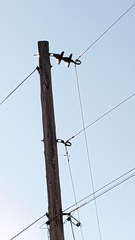 Colaptes auratus cafer