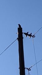 Colaptes auratus cafer