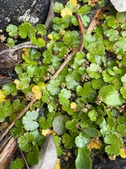 Hydrocotyle microphylla