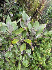 Olearia avicenniifolia