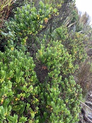 Veronica elliptica