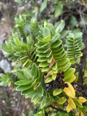 Veronica elliptica