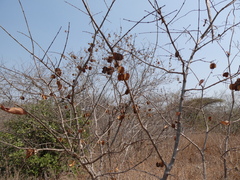 Pterocarpus angolensis