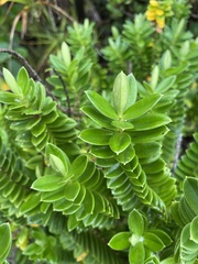 Veronica elliptica