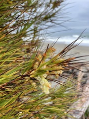 Dracophyllum longifolium