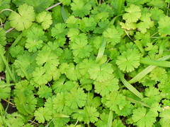 Geranium pusillum