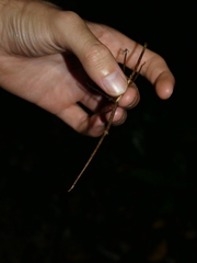 Phanocloidea muricata