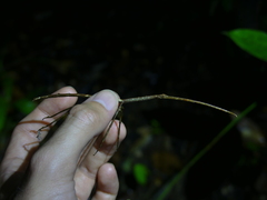 Phanocloidea muricata