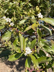Myoporum laetum