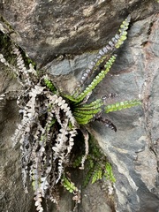 Blechnum blechnoides