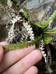 Blechnum blechnoides