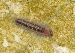 Lepidoptera