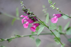 Salvia lemmonii