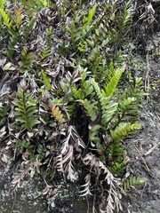 Asplenium obtusatum