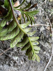 Asplenium obtusatum