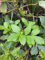 Pseudopanax colensoi