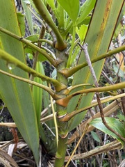 Pseudopanax colensoi
