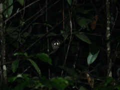 Philander opossum
