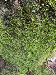 Scleropodium obtusifolium