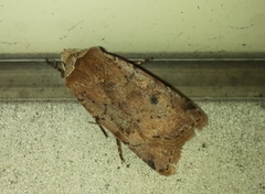 Cerastis faceta