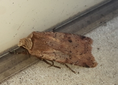 Cerastis faceta