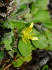 Ranunculus glabrifolius