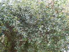Ziziphus mauritiana