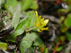 Ranunculus glabrifolius