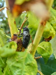 Capnodis tenebrionis