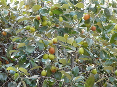 Ziziphus mauritiana